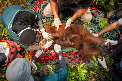 BKSDA-YIARI Evakuasi Induk dan Anak Orang Utan Terjebak di Kebun Sawit Ketapang