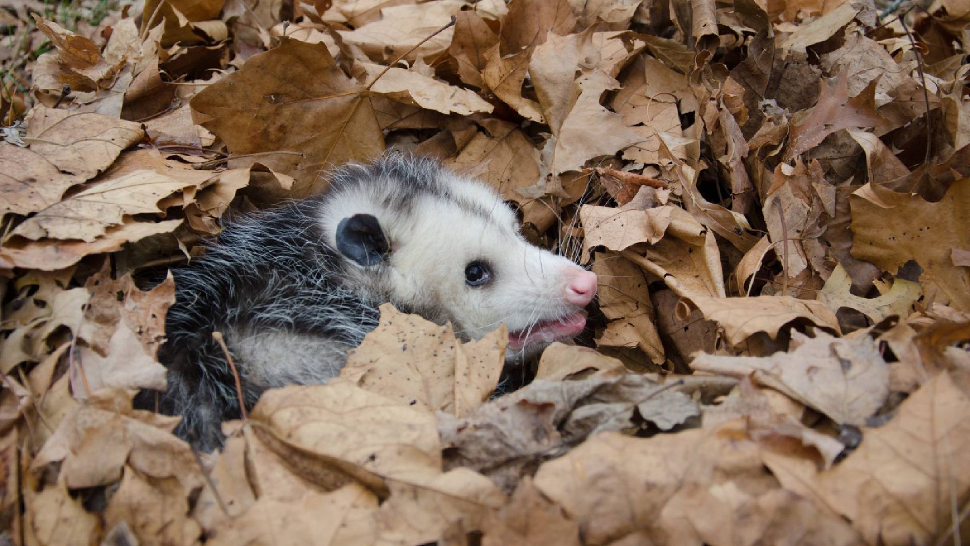 Jangan Disapu! Tumpukan Daun di Halaman Bisa Jadi Sarang Opossum