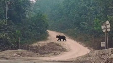 Beruang Keluar dari Hutan Musi Rawas Utara, Diduga Cari Air saat Kemarau