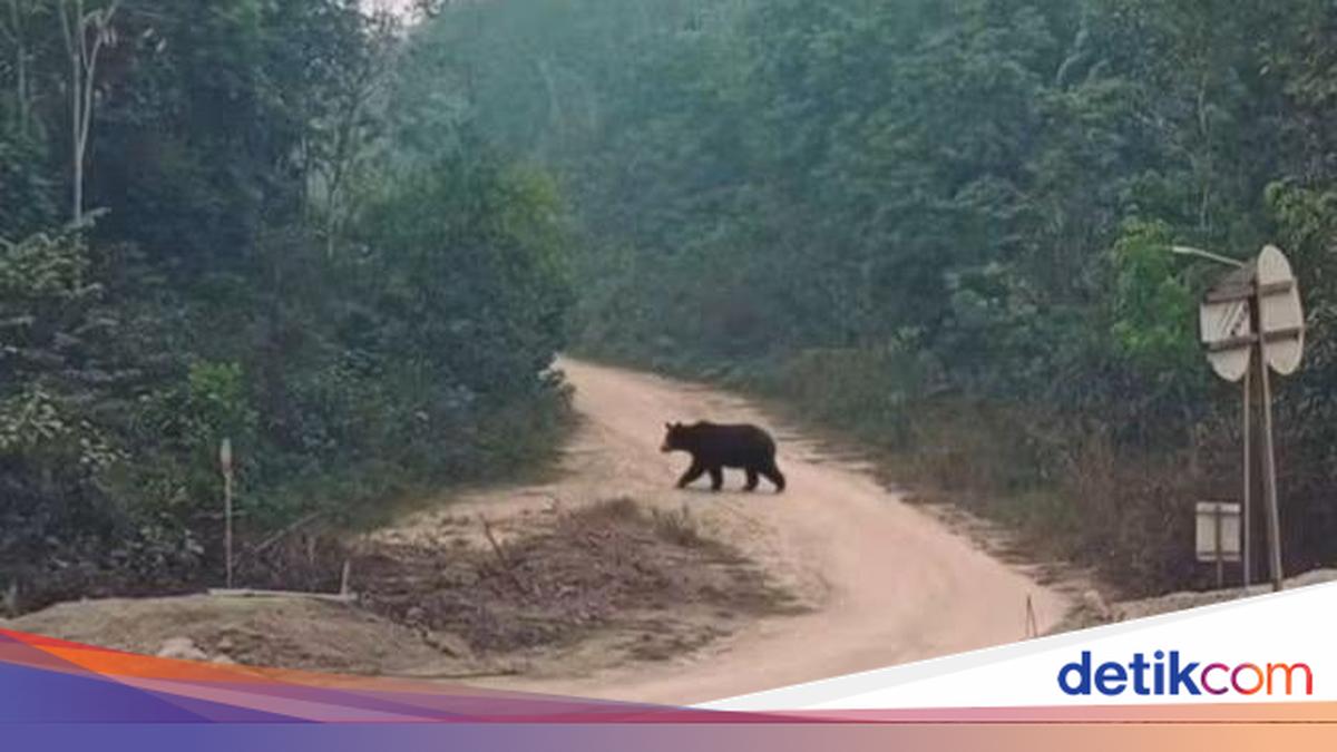 Beruang Keluar dari Hutan di Musi Rawas Utara, Warga Perbatasan Rawas Ilir-Nibung Diminta Waspada