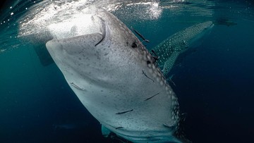 Hiu Paus 9,17 Meter Mati Terdampar di Perairan Wakatobi