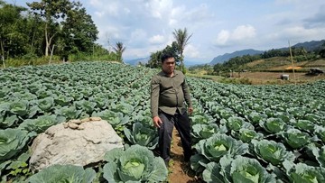 Kubis Dairi Siap Ekspor 200 Ton per Bulan, Petani Bisa Kantongi Untung 3 Kali Lipat