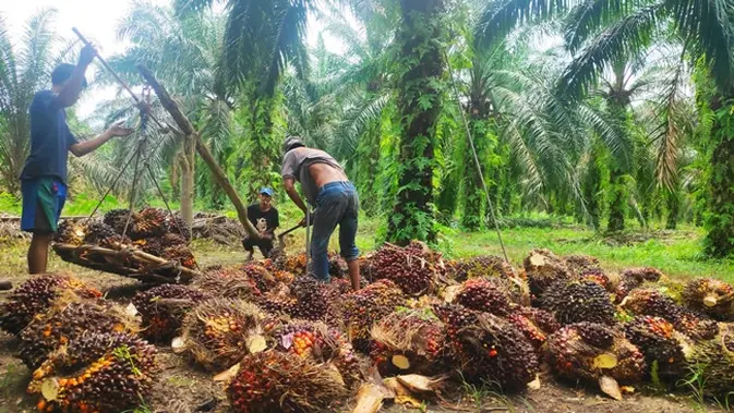 Modal Pabrik Mini Sawit 10 Ton TBS per Jam Rp 30-40 Miliar