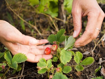 4 Kebun Wisata Petik Buah di Dataran Tinggi, dari Stroberi hingga Apel