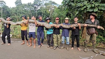 Piton 7,22 Meter di Maros Pecahkan Rekor Ular Liar Terpanjang