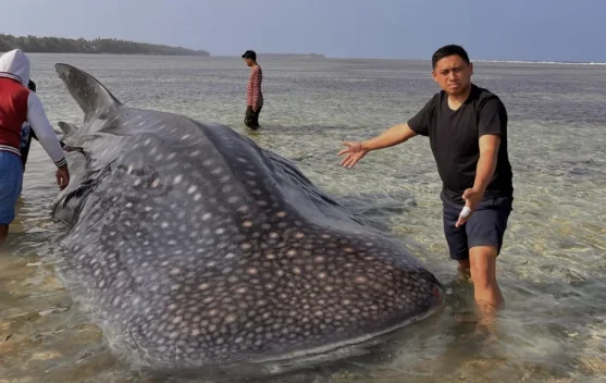 Hiu Paus 9,17 Meter Bobot 5 Ton Mati Terdampar di Perairan Dangkal Wakatobi