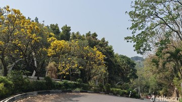 Bunga Tabebuya Mekar di Dago Atas Bandung, Spot Foto Gratis di Jalan Citra Green