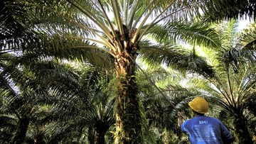 KPK Malaysia Tahan Eks Bos FELDA dan FIC, Seret Kasus Investasi Sawit RI