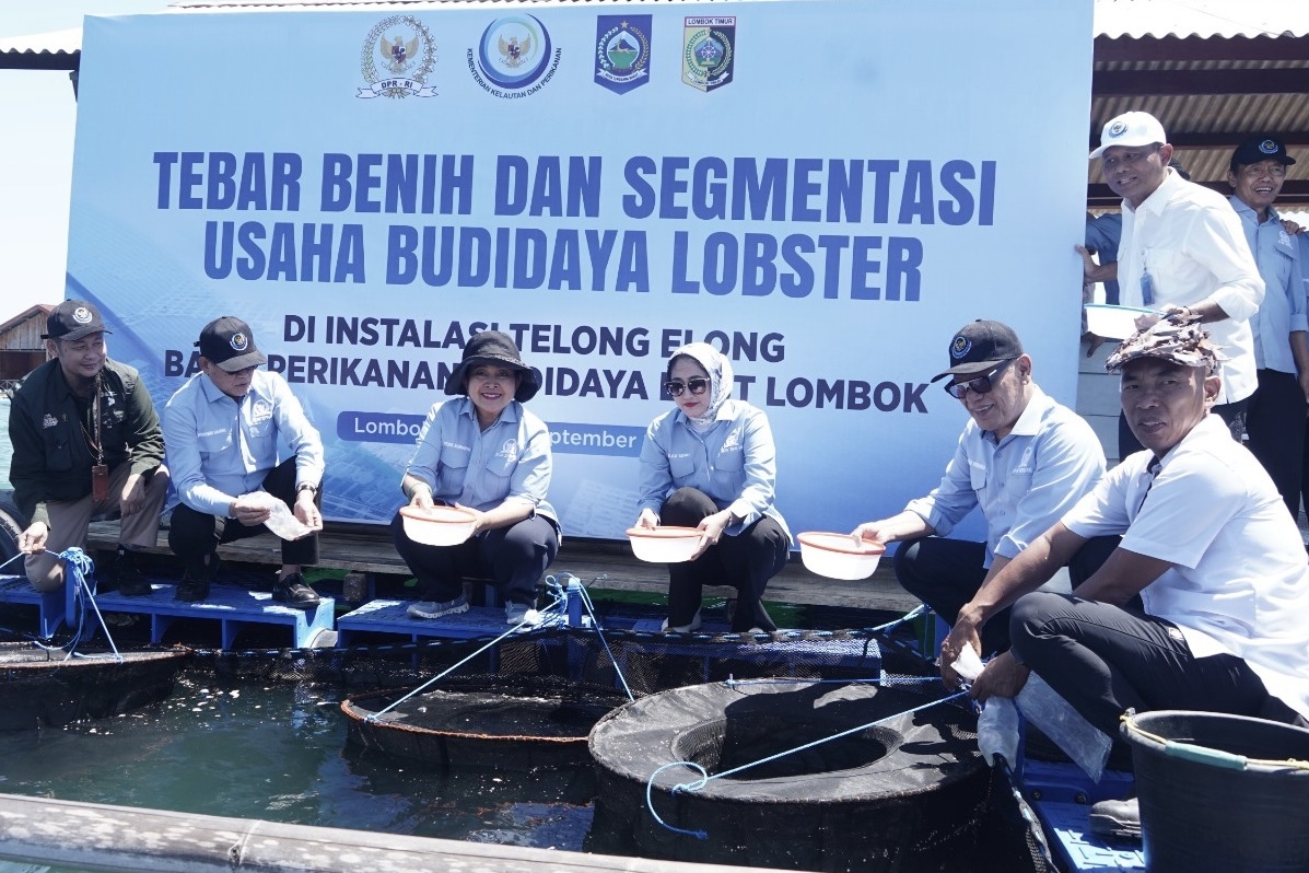 1.563 Pembudidaya Lobster Lombok Timur Kini Punya Kepastian Usaha Lewat Tiga Segmentasi KKP