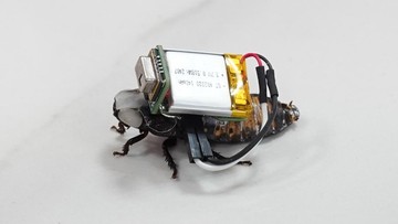 Mahasiswa Undip Kembangkan Roach Detect, Kecoak Hybrid Pencari Korban Bencana
