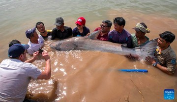 133 Lele Raksasa Mekong Diselamatkan dari Jaring Nelayan Kamboja
