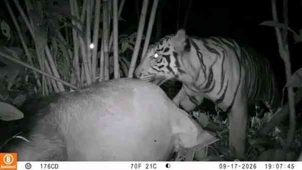 Harimau Sumatera Muncul di 6 Kabupaten Sumut dalam 3 Bulan, 1 Sapi dan 2 Kerbau Mati Diserang