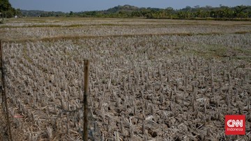 BMKG: 1.637 Titik di Indonesia Alami Kekeringan Ekstrem Imbas El Nino 2026