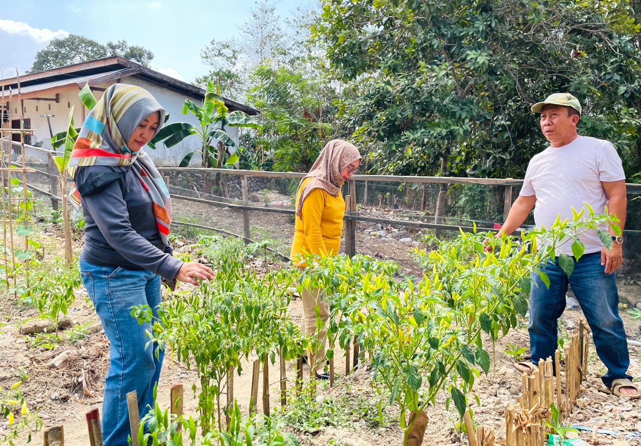 Harga Cabai di Kendari Melonjak Rp 40 Ribu Jadi Rp 80 Ribu per Kilogram, Dinas Ketapang Bagikan 800 Bibit Siap Panen