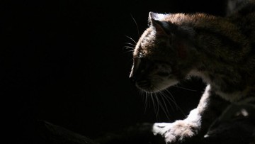 Peneliti Identifikasi Spesies Kucing Liar Baru di Hutan Bolivia