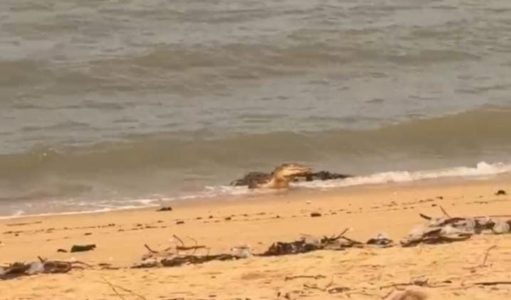 Buaya Muncul di Pantai Baru Tanjung Kalian Mentok, Warga Diminta Waspada