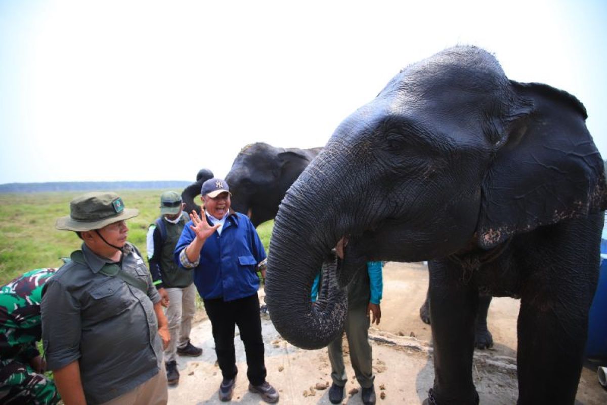 Gubernur Sumsel Pastikan Habitat Gajah di Suaka Margasatwa Padang Sugihan Aman dari Karhutla