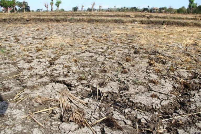 2.620 Hektare Lahan Pertanian Kaltim Terdampak Kekeringan, 333 Hektare Puso di Kukar hingga Paser