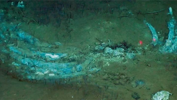 Ilmuwan Temukan Kuburan Paus Terbesar di Kedalaman 7.000 Meter Samudra Hindia