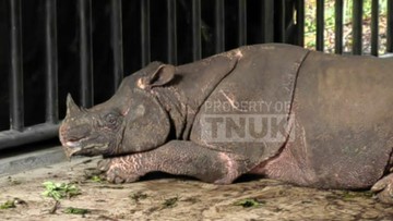 Populasi Badak Jawa Ujung Kulon Tembus 80 Ekor, Perburuan Nol Jadi Kunci