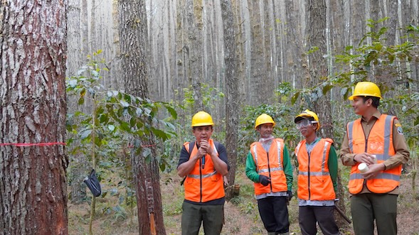 Perhutani Serap 61.743 Penyadap Getah Pinus di Pulau Jawa