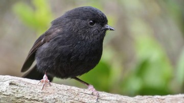 Burung Robin Hitam Karure Jadi Bird of the Year 2026 Selandia Baru