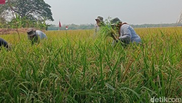 Pertamina EP Pacu Panen Petani Indramayu Jadi 11 Ton per Hektare
