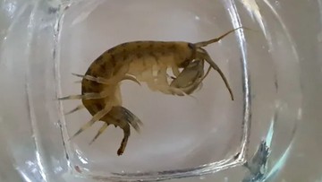 Udang Setan Invasi Perairan Inggris, Spesies Asli Terancam