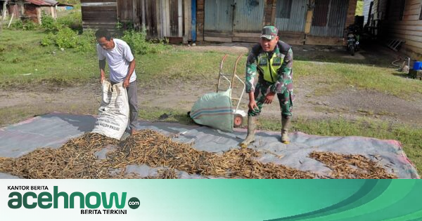Babinsa Koramil Linge Dampingi Warga Kute Riyem Jemur Kacang Merah di Aceh Tengah
