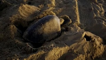 Penyu Laut Langka Bertelur di Pantai California, Pertama di Pantai Barat AS