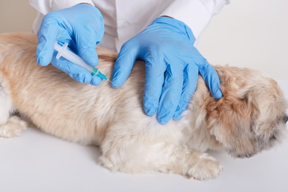DP3 Sleman Buka Vaksinasi Rabies Gratis 30 September, 300 Kuota untuk Anjing dan Kucing Ber-KTP Sleman