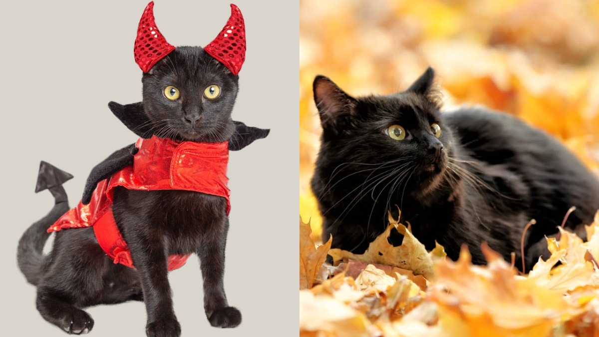5 Mitos dan Fakta Kucing Hitam yang Perlu Kamu Tahu