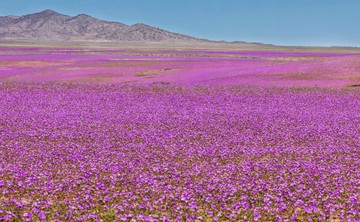 Gurun Atacama Chile Berubah Jadi Lautan Bunga Usai Hujan El Nino