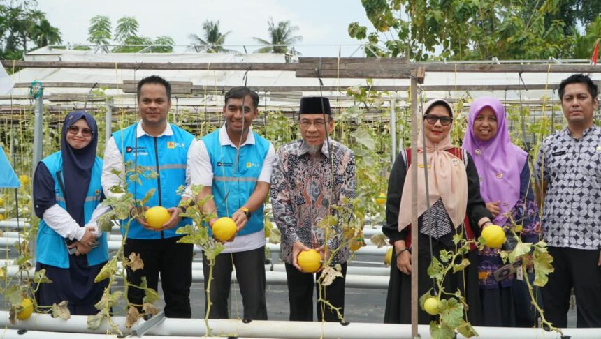 PLN Bantu KUBE Mego.Id Padang, Panen Melon Hidroponik Naik 300 Kg Jadi 1,1 Ton