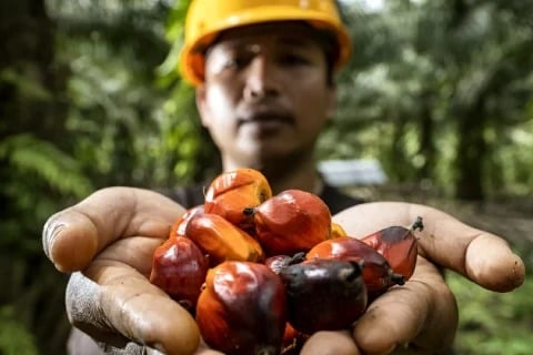 Klaim Rp600 Triliun Under-Invoicing Sawit Dipertanyakan, Ini Hitungannya