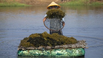 KKP Genjot Produksi Rumput Laut Gracilaria untuk Tarik Investasi Industri