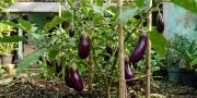 7 Cara Merawat Tanaman Terong agar Rajin Berbuah