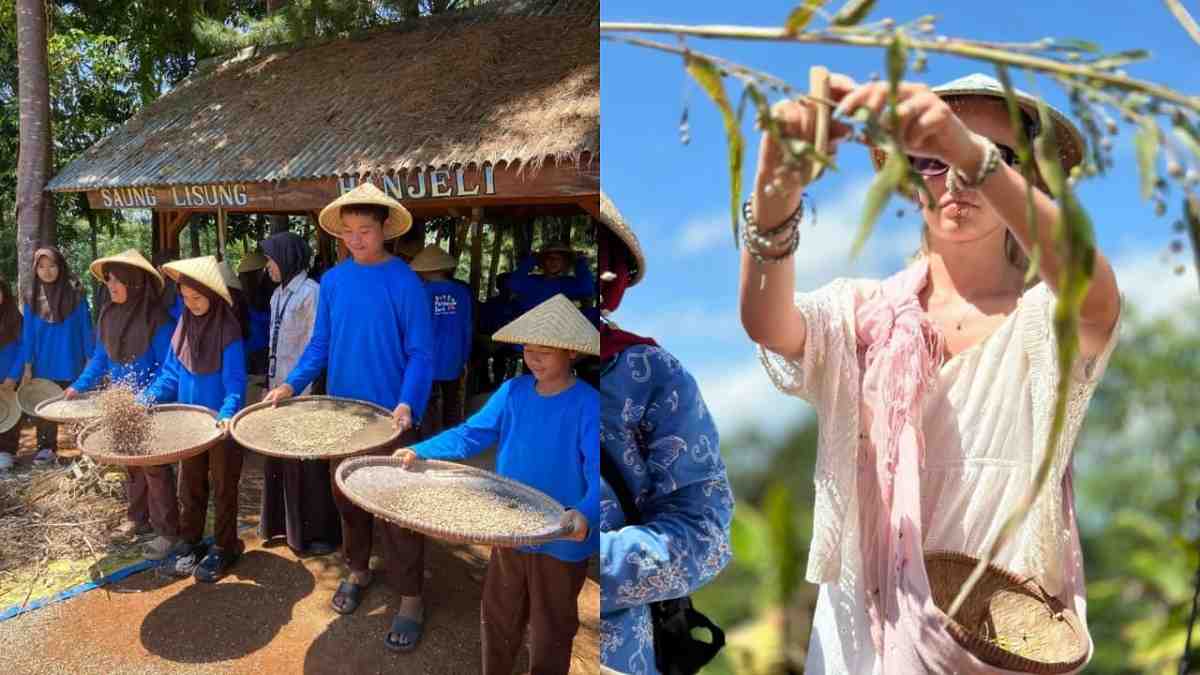 Desa Wisata Hanjeli Sukabumi, Belajar Budidaya hingga Olahan Biji Hanjeli