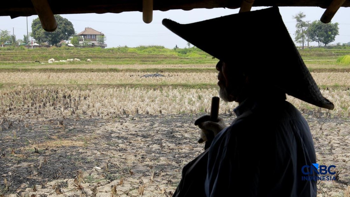 Petani Klaten Temukan 16 Kg Emas di Sawah, Jadi Harta Karun Terbesar RI