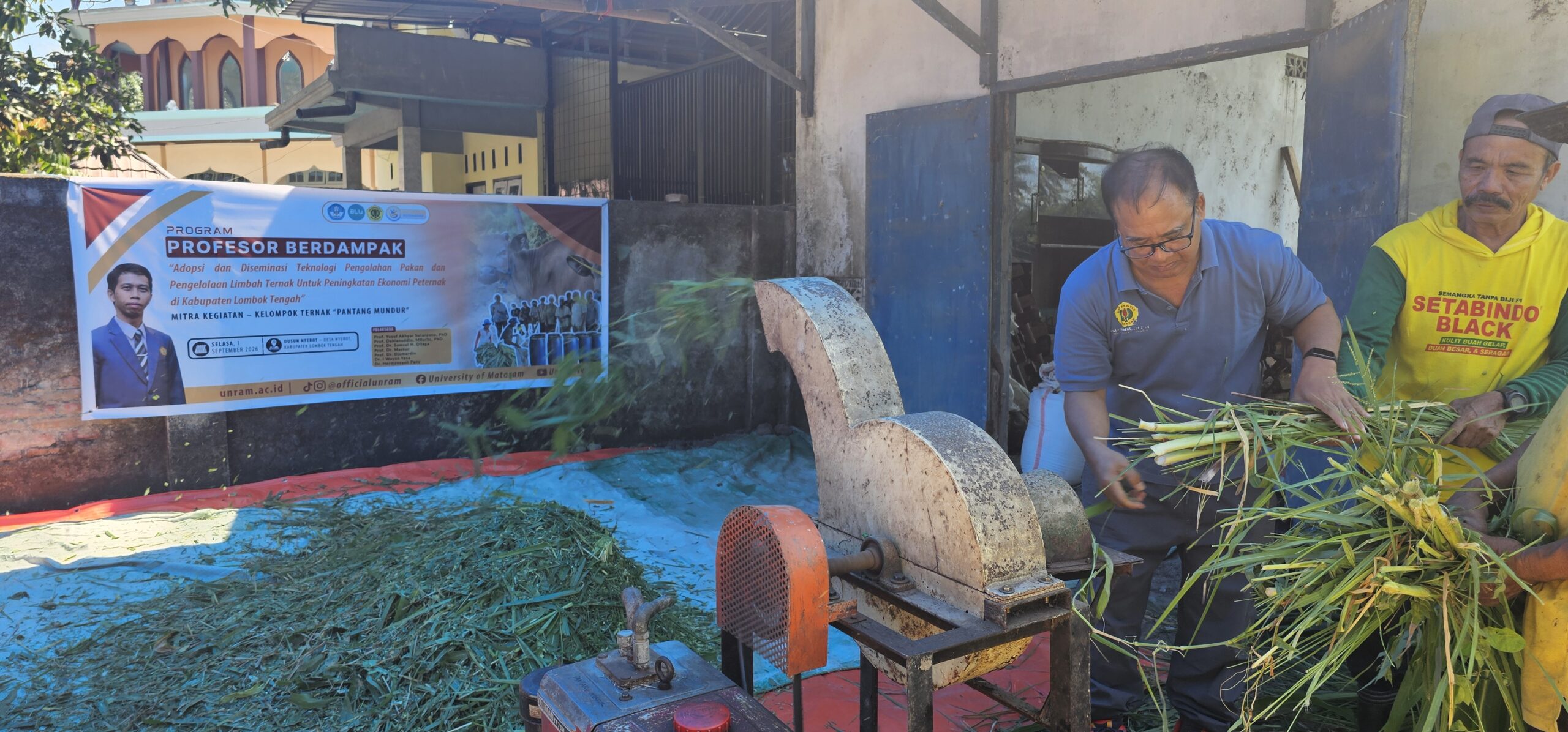 24 Peternak di Lombok Tengah Ubah Kotoran Sapi Jadi Pupuk Kompos dan Silase lewat Program UNRAM