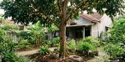 7 Cara Merawat Pohon Duku agar Cepat Berbuah