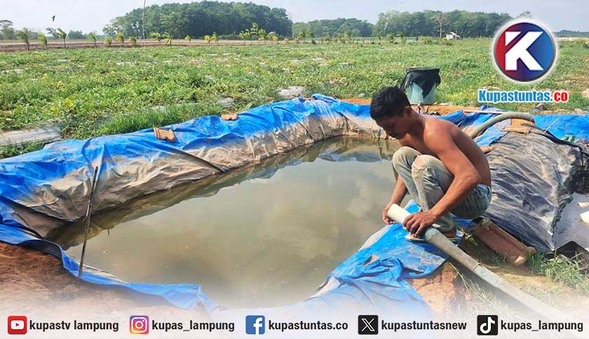 Petani Semangka Lampung Timur Sedot Air Rawa Tiap 2 Hari demi Kejar Panen di Tengah Kemarau