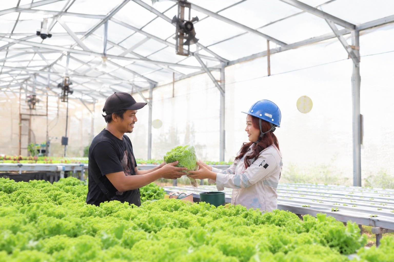 Karyawan IMIP Morowali Ini Analis Kimia di Siang Hari, Petani Hidroponik di Sela Shift