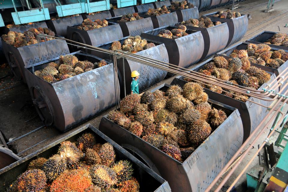 Produksi Sawit RI-Malaysia Terancam Turun 3%, Harga CPO Bisa Tembus Rp 22 Juta