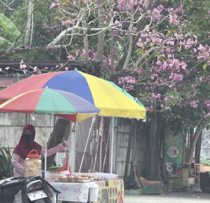 Tabebuya Gunung Malang Balikpapan Mekar, Serupa Sakura Jepang