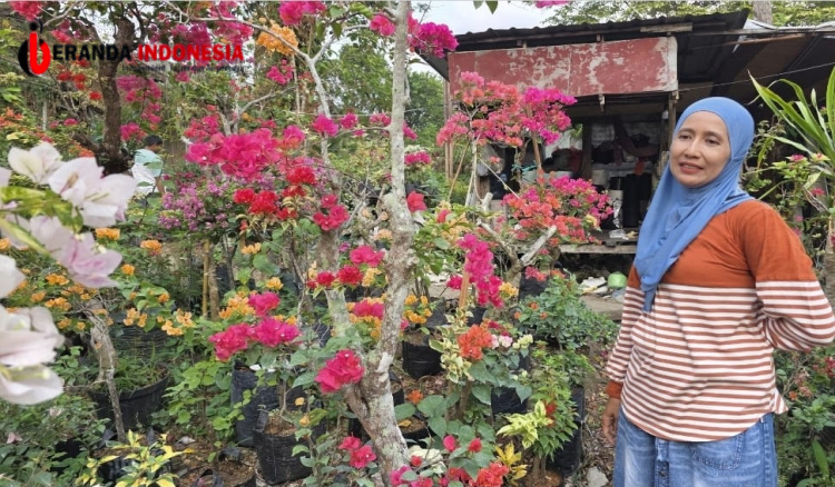 Tabebuya di Gunung Malang Balikpapan Mekar, Mirip Sakura Jepang