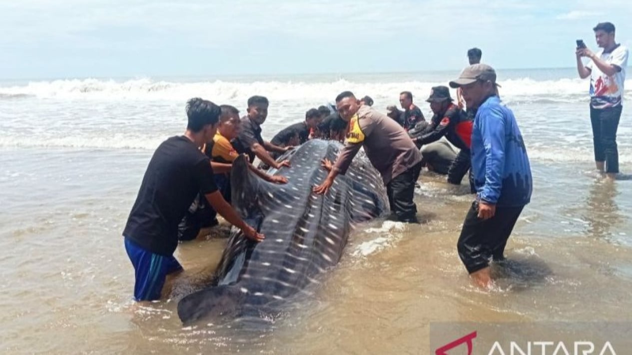 Hiu Bintang 3 Ton Terdampar di Pesisir Aceh Barat Daya, 30 Nelayan Gagal Selamatkan hingga Mati