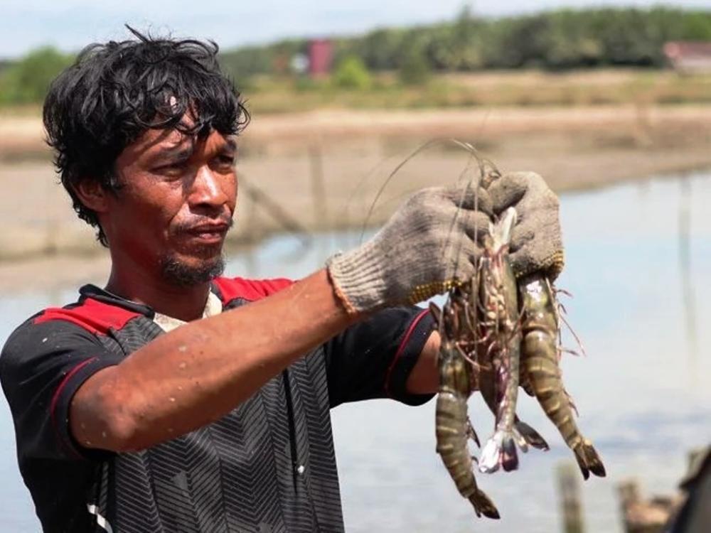 Udang Windu Kaltim Tembus Devisa Rp345,85 Miliar, Jepang dan AS Jadi Pasar Utama