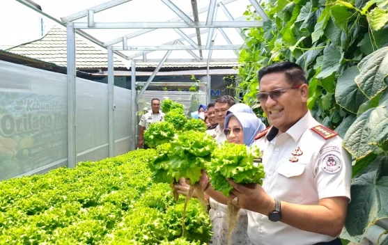 Lapas Gorontalo Panen Perdana Greenhouse, Selada hingga Melon Dipasarkan ke Vendor