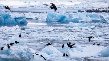 Ilmuwan Ungkap 11,3 Triliun Ton Es Greenland dan Antarktika Mencair Sejak 1970-an